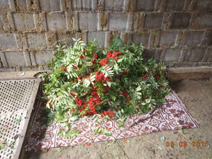 Desertul Alpinelor - LOCURILE CU FRUNZE LA CAPRE  STRANDUL TAPUL CEZAR