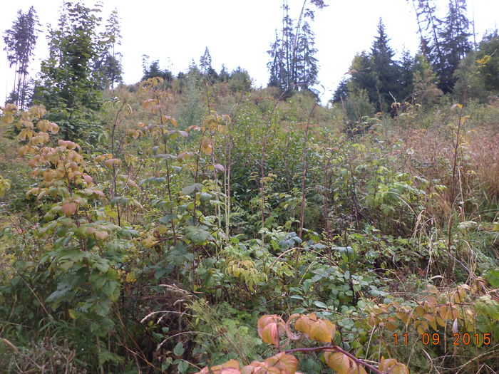 Frunze pentru caprite