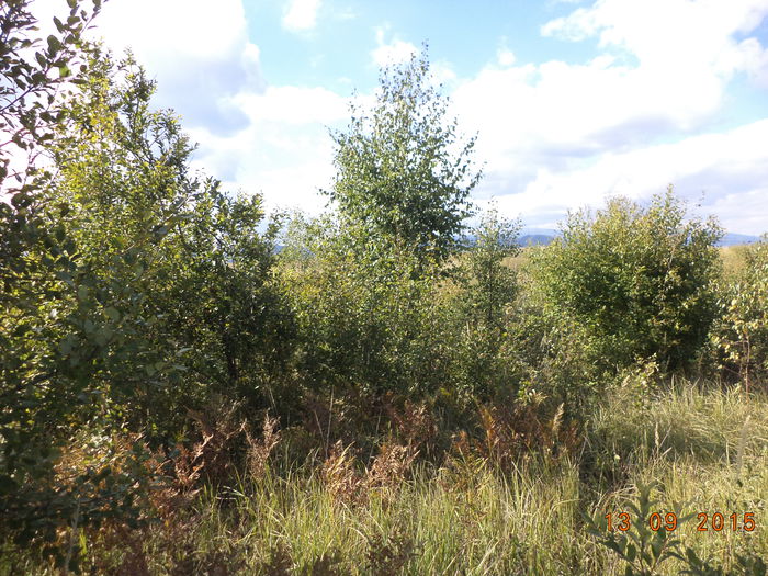 Frunzis bun pt capre-8