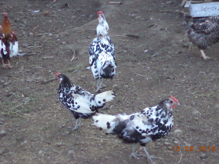 Hamburgerii lui Costea-4