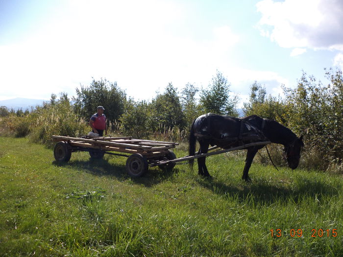 La frunze pt caprite