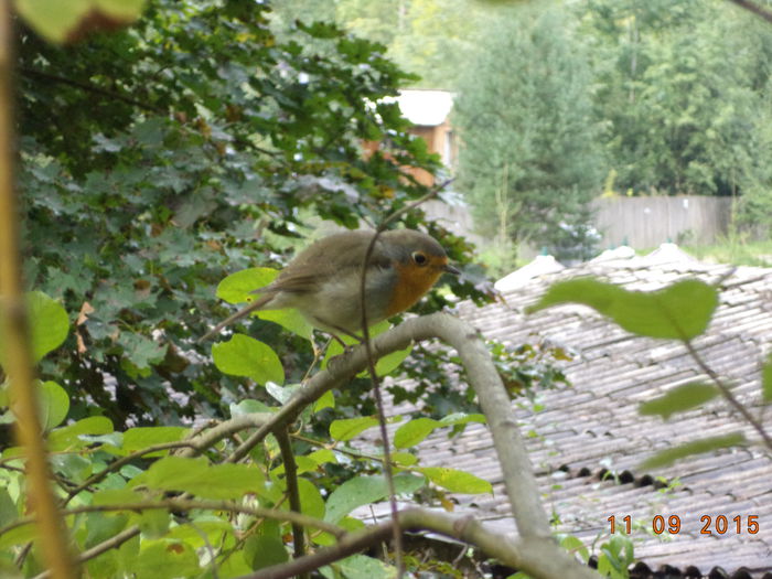 Mai si canta micuta pasare