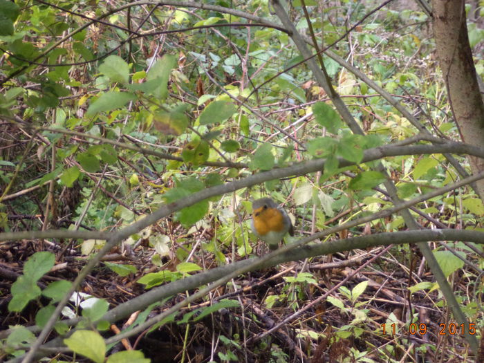 O pasare frumoasa parca statea la pozat
