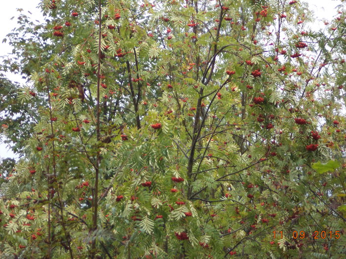 Pacat ca nu sant animale frumoase la oameni; Adica in zona asta langa strand a fost o doboratura de vant demult si acum este frunzis cat vrei si totusi nu vedem pe nimeni la pascut aici cu  capre
