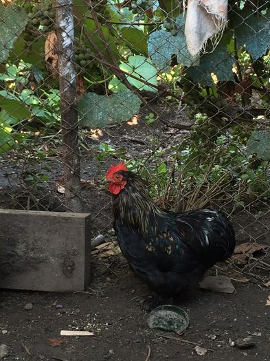 image - Cochinchina pitic 2015