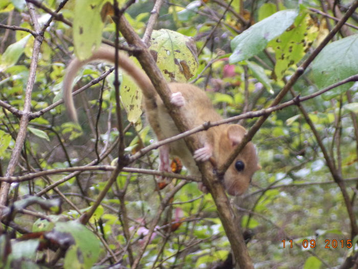 Parsul de padure bun catarator