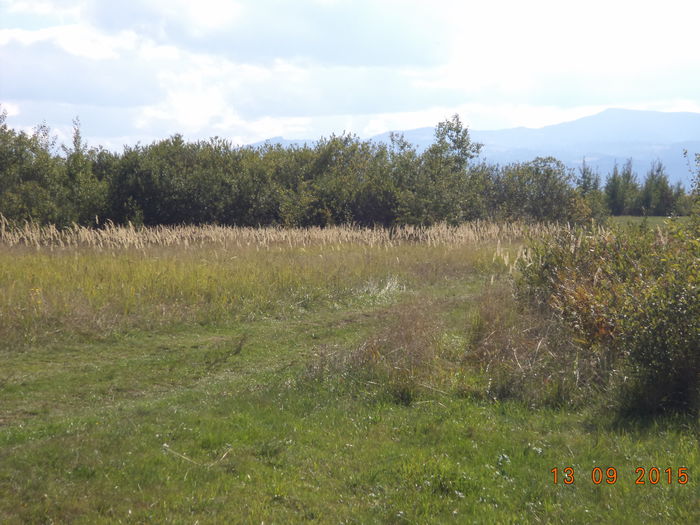 Salcie oriunde te uiti