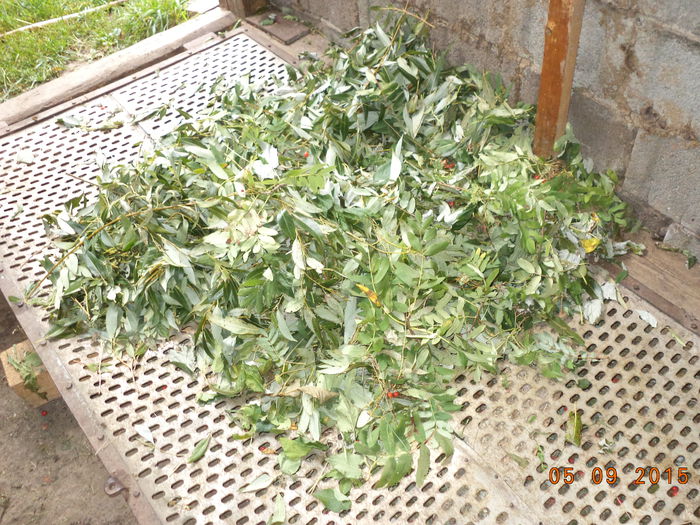 Scoruse pentru capre-6