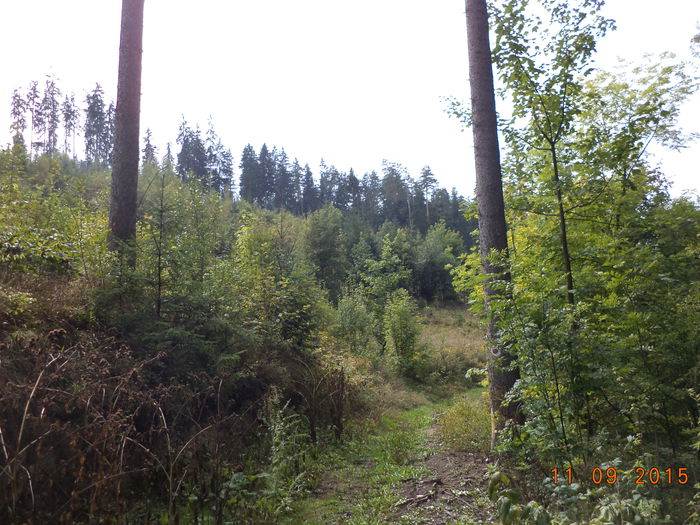 Si aici in apropiere sant case , dar nimeni nu tine capre de lapte.; Daca in locul nostru ca romani in toata zona tarii noastre unde este asa o vegetatie bogata ar fii austrieci sau francezi cu siguranta ca ai vedea tot la a doua casa capre frumoase lapte si carne
