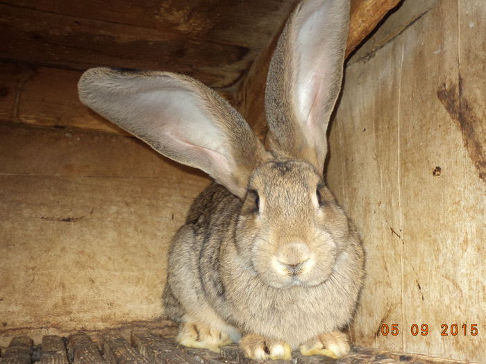 Urechila un mascul frumos