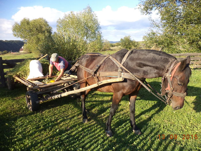 Venim cu de toate in caruta
