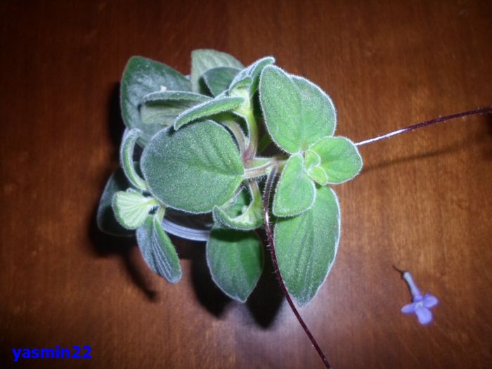 145 - Streptocarpus Saxonella Streptocarpella-am dat cadou