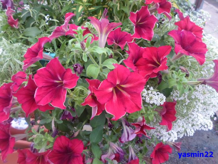 573 - X-Petunie noutăți