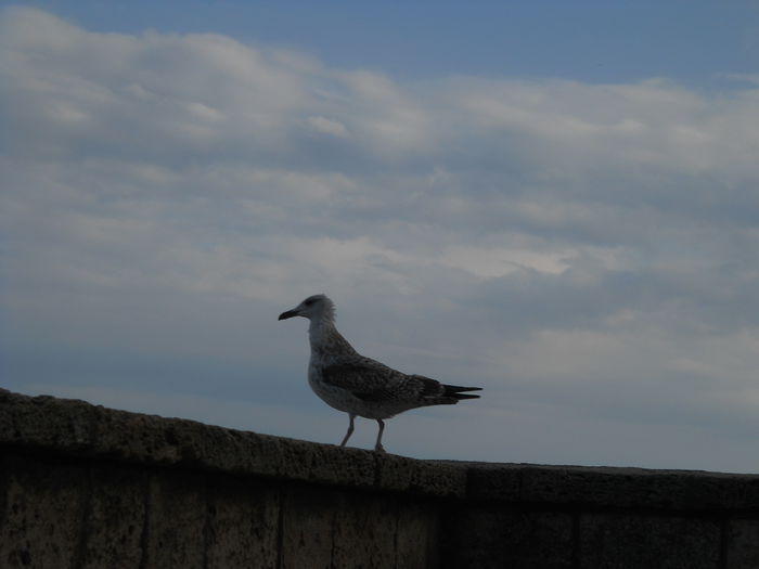  - Eforie Nord