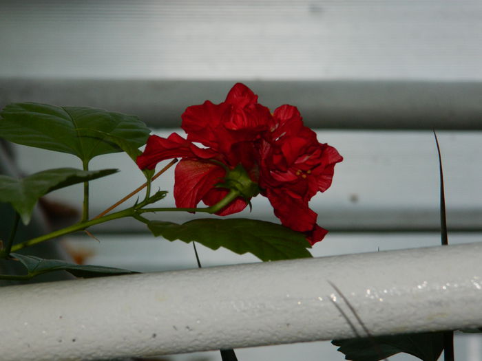 DSCN7731