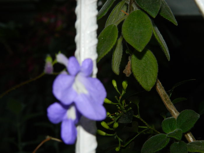 DSCN7736