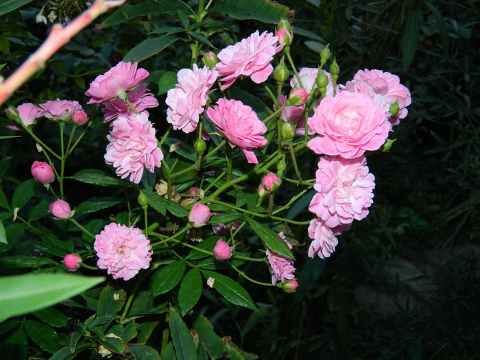 DSCN7778 - 2015_SEPTEMBRIE_3