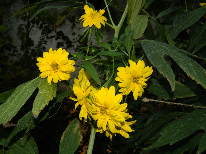 DSCN7781 - 2015_SEPTEMBRIE_3