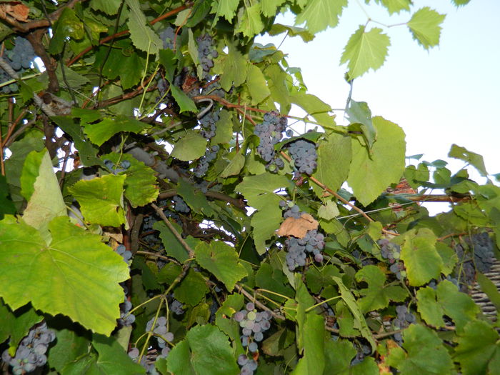 DSCN7789
