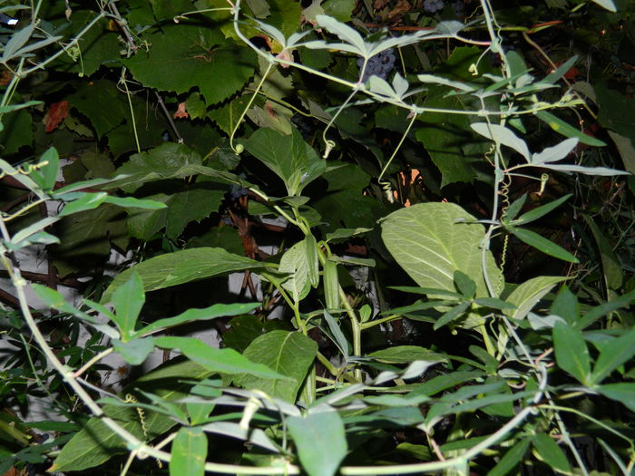 DSCN7792 - 2015_SEPTEMBRIE_3