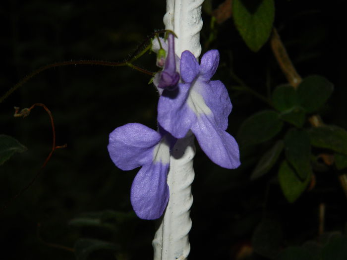 DSCN7808