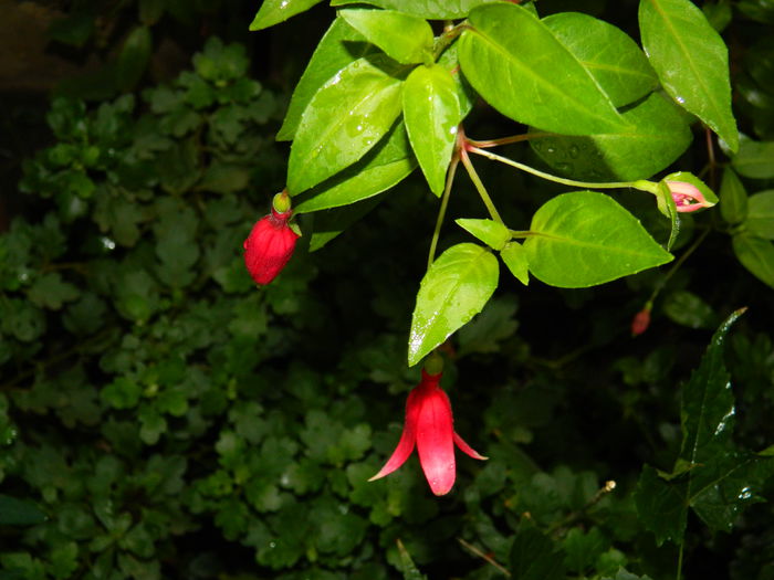 DSCN7826