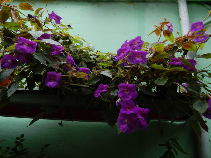 DSCN7828