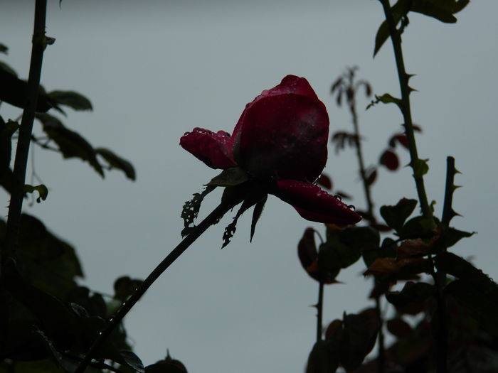 DSCN7831