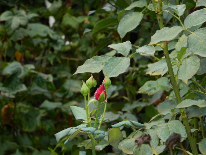 DSCN7844 - 2015_SEPTEMBRIE_3