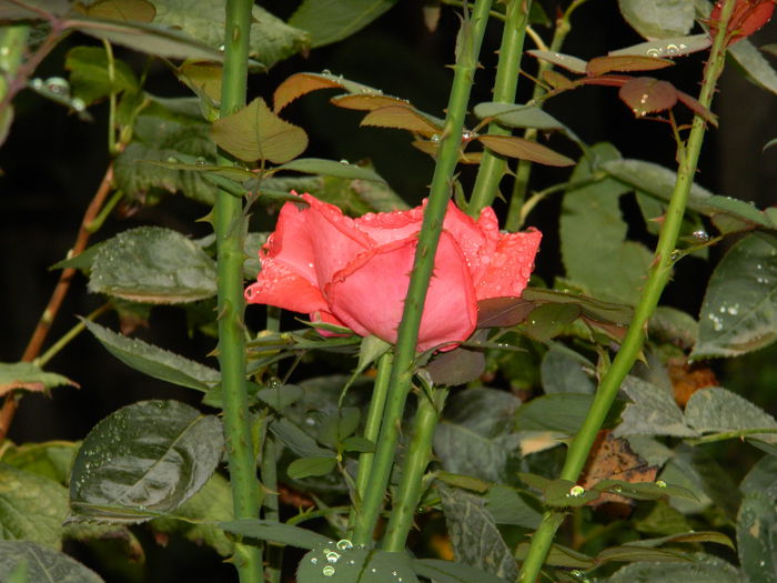 DSCN7861