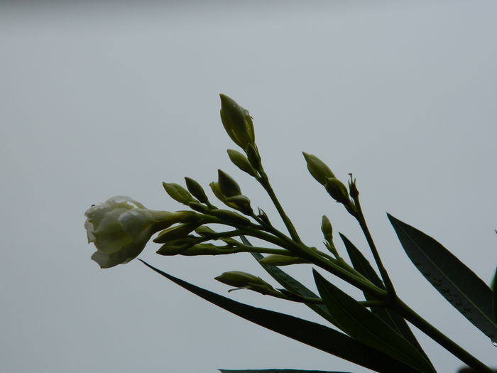 DSCN7863