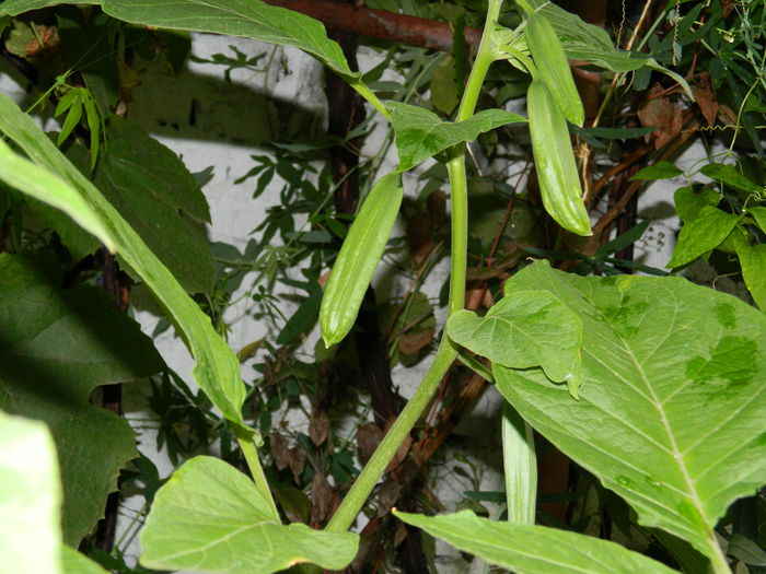 DSCN7877 - 2015_SEPTEMBRIE_3