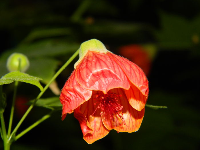 DSCN7893 - 2015_SEPTEMBRIE_3