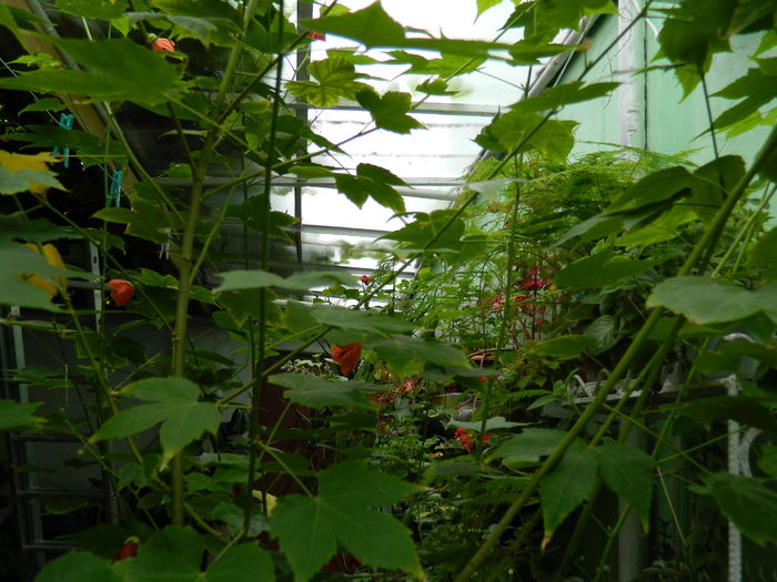 DSCN7894 - 2015_SEPTEMBRIE_3
