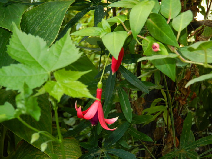 DSCN7899