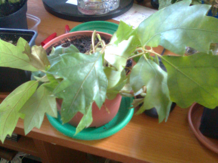 Imagine2001; Multumesc Camelia60
