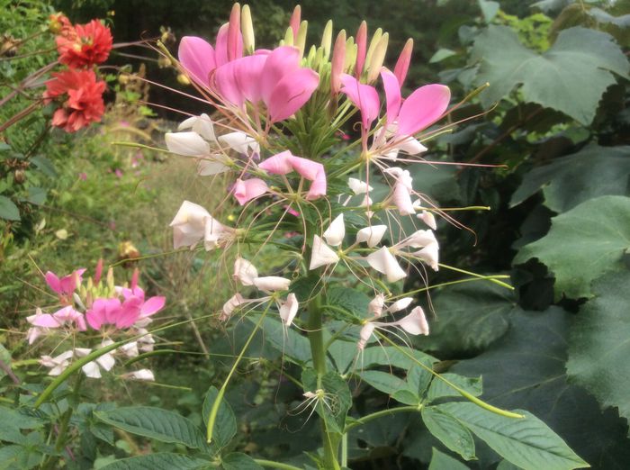 image - plante de gradina