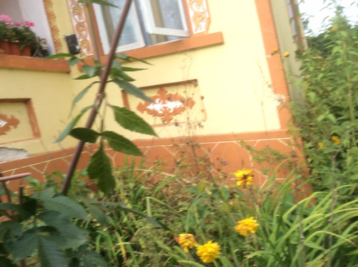 image - plante de gradina
