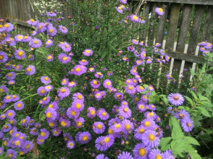image - plante de gradina