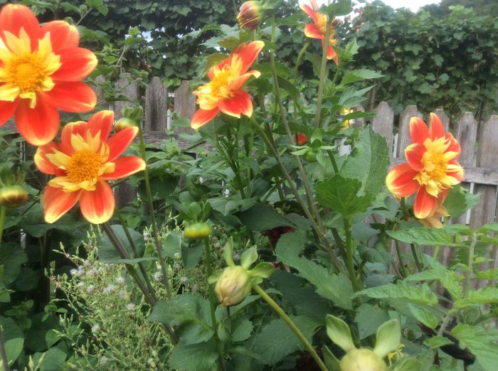 image - plante de gradina
