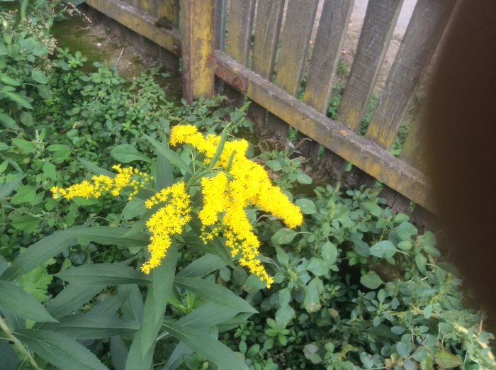 image - plante de gradina