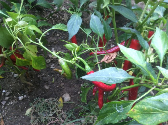 image - plante de gradina