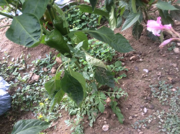 image - plante de gradina