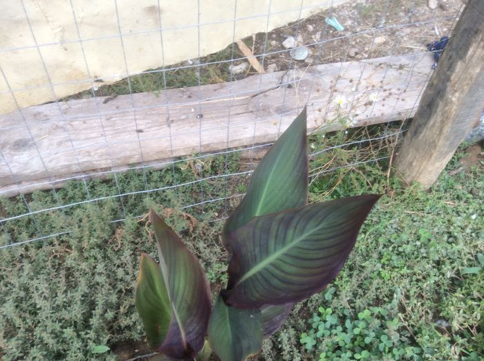 image - plante de gradina