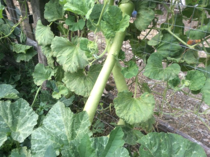 image - plante de gradina