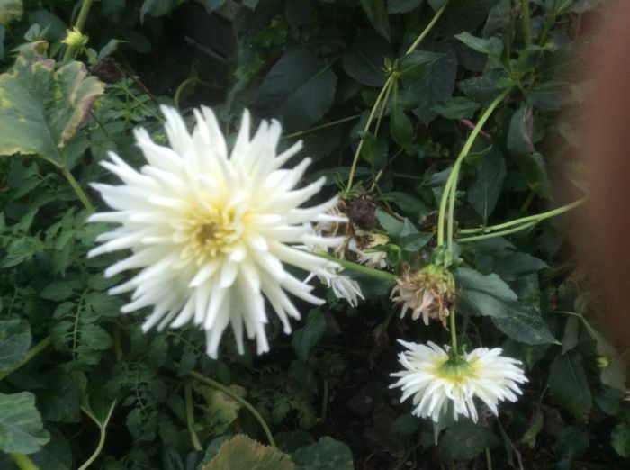 image - plante de gradina