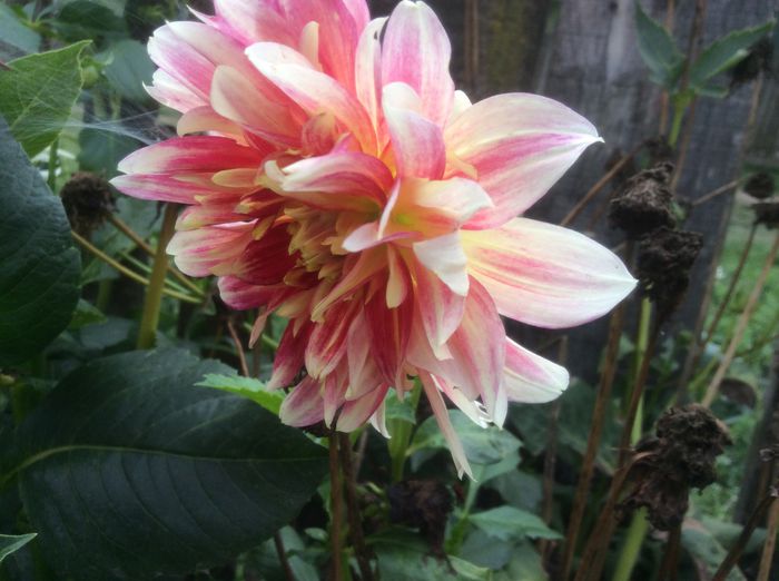 image - plante de gradina