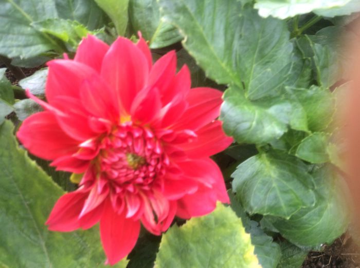 image - plante de gradina
