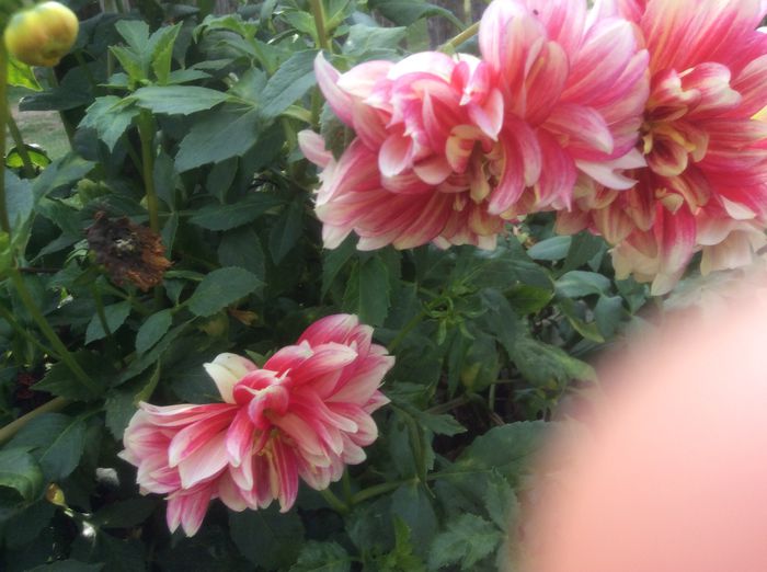 image - plante de gradina