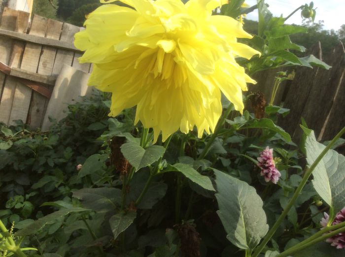 image - plante de gradina